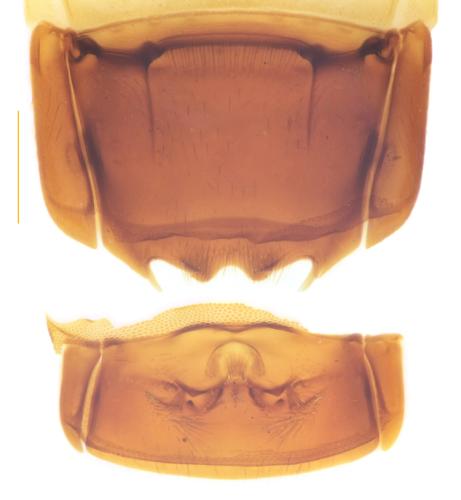 Brachygluta globulicollis